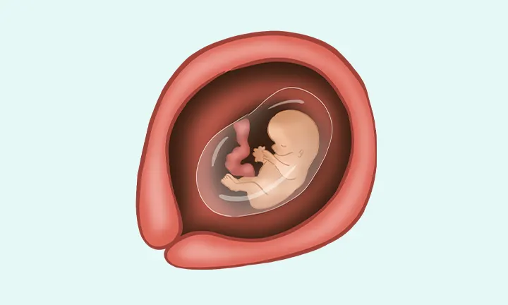 pieluchomajtki wkłady anatomiczne