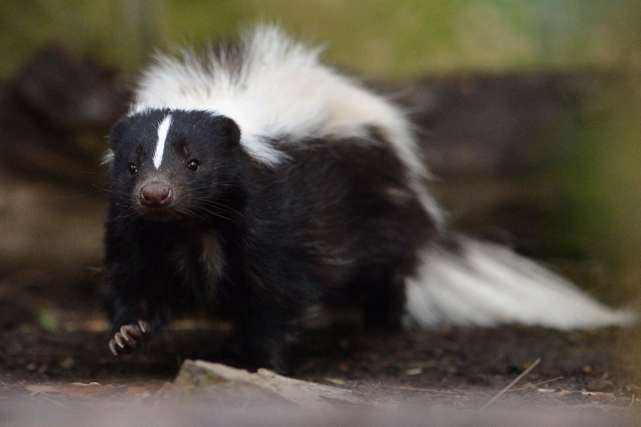 pieluchomajtki dla dorosłych biała podlaska