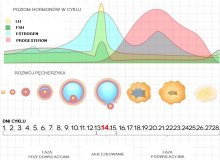 tena pieluchy dla dorosłych m