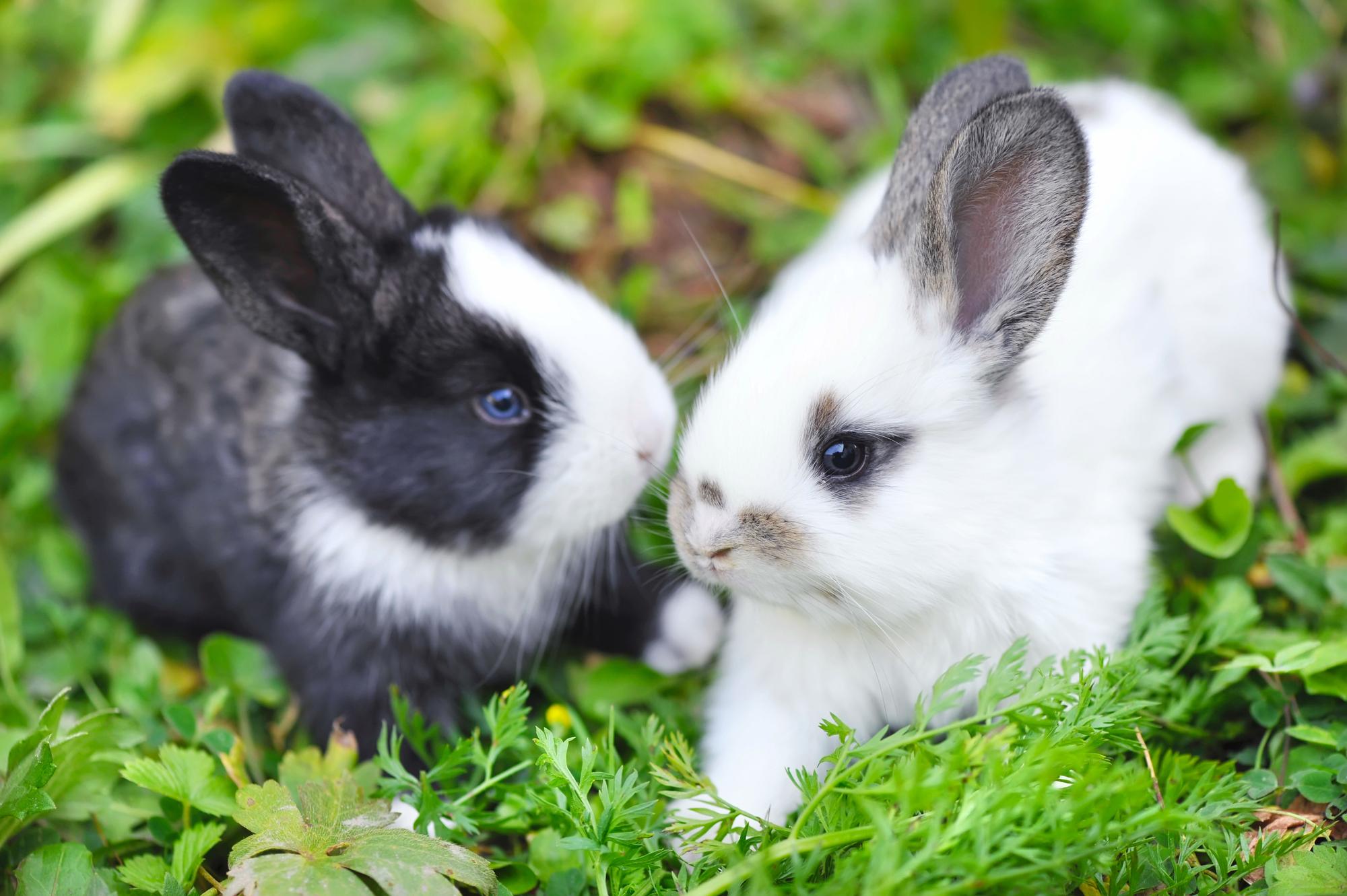 pieluchomajtki refudowane ilość